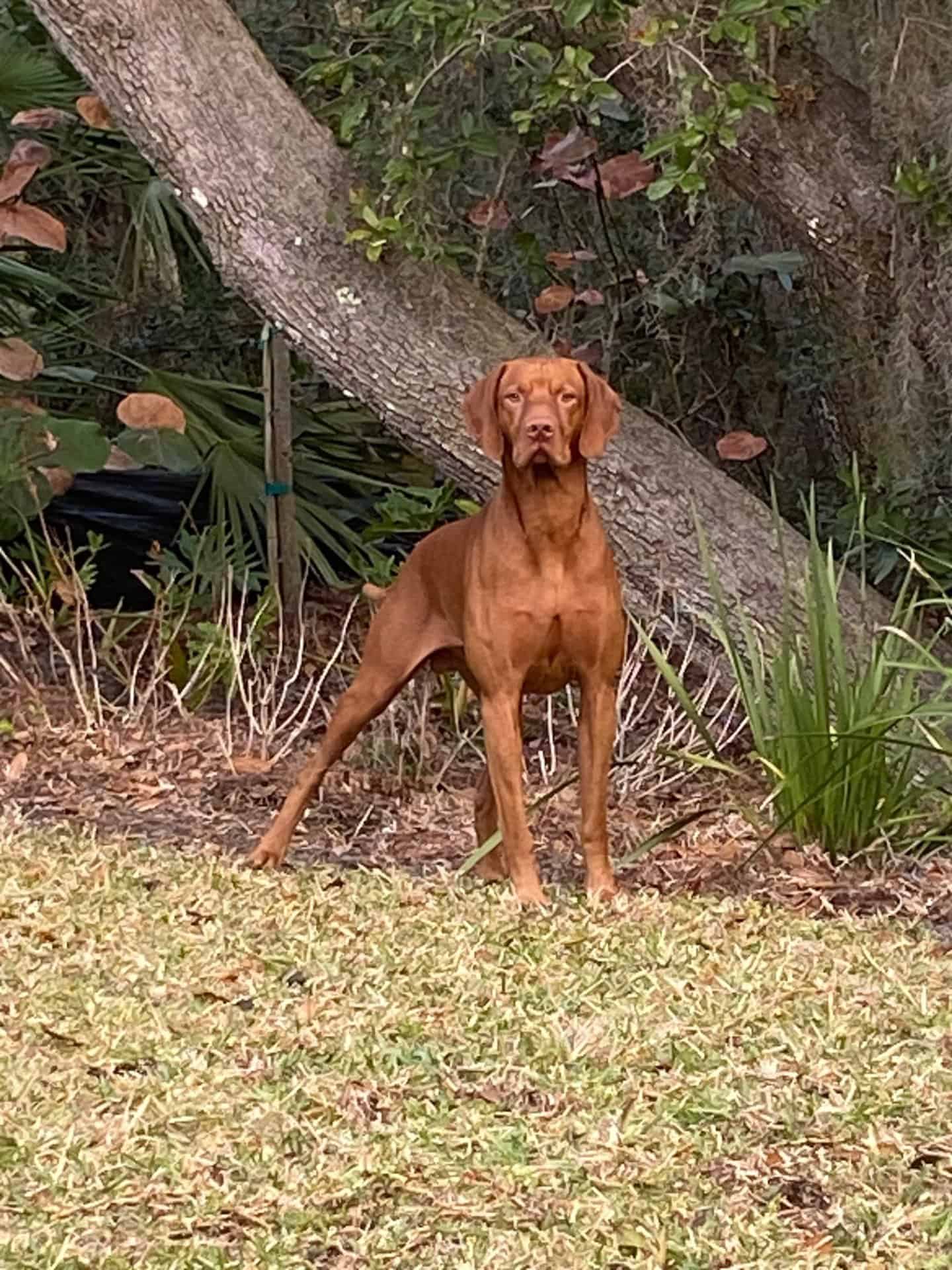 Dog Bite Attorney in St. Augustine, FL: Protecting Victims, Holding Owners Accountable